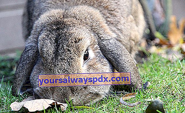 Il coniglio ariete, coniglio con grandi orecchie e capelli setosi