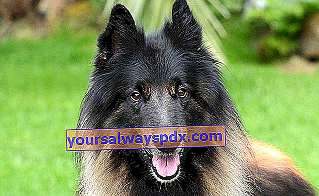 Ciobanescul belgian Tervueren, un câine cu aspect puternic