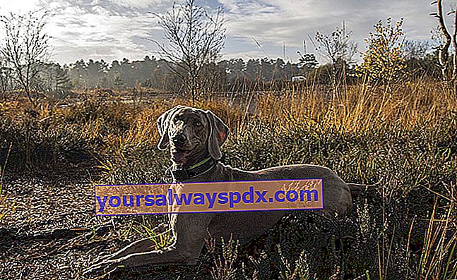 ワイマラナー、本物の狩猟犬-ポインティングドッグ