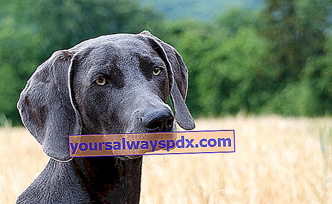 A Weimaraner elegáns, karcsú, izmos és sportos testű kutya