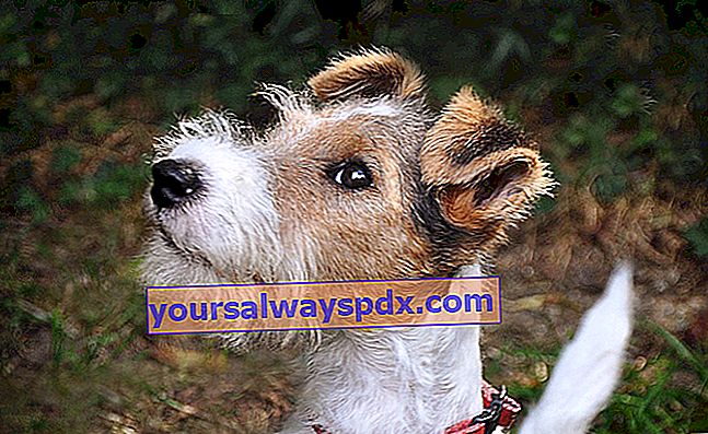 Il Fox Terrier, cane vivace ed energico dal forte temperamento 