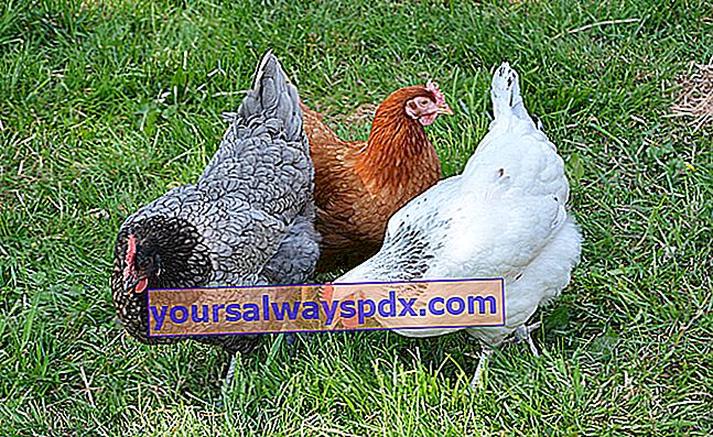 Die Hauptkrankheiten von Hühnern: Symptome, Behandlung und Vorbeugung