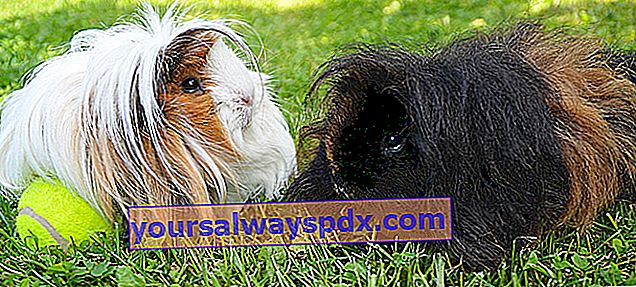 babi guinea berambut panjang
