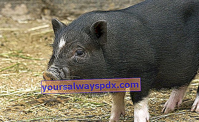 כיצד לגדל חזיר מיניאטורי: טיפים לגידול