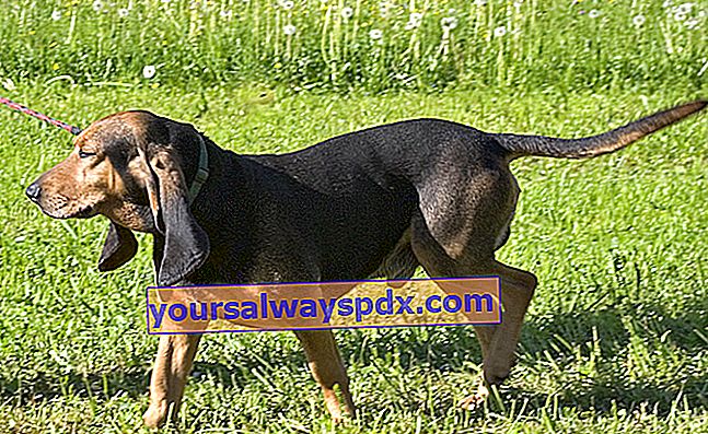 Le Bruno du Jura, seekor anjing dengan telinga panjang, bulat dan terkulai