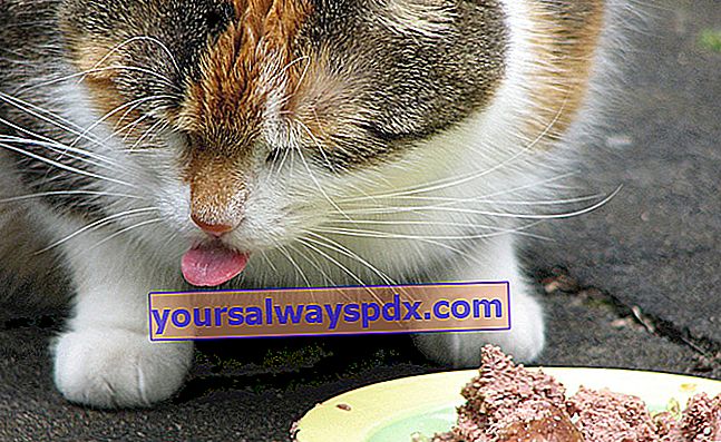 Bilakah dan bagaimana memberi makan kucing anda?