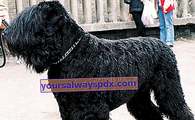 Anjing Terrier Hitam Rusia atau Tchiorny Terrier