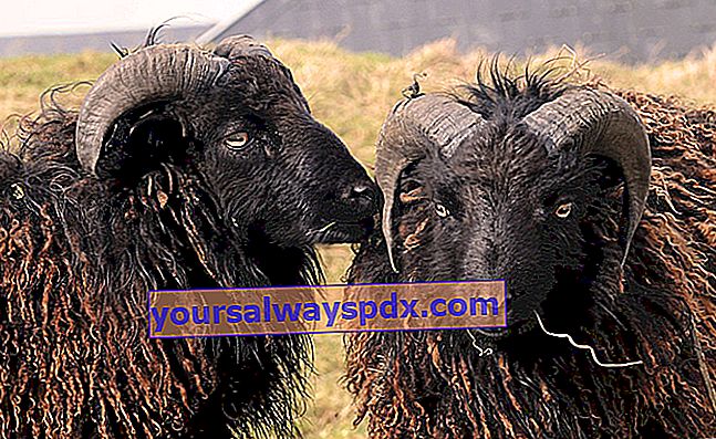 Moutons d'Ouessant - Memelihara domba