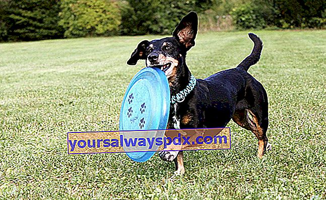 bermain frisbee dengan anjing anda