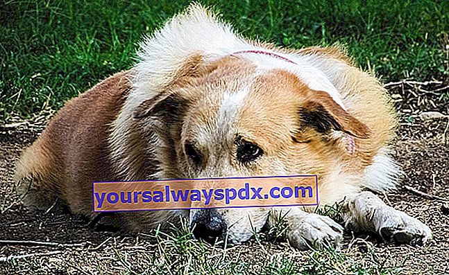 Milttumör hos hundar: orsaker, symtom, behandling