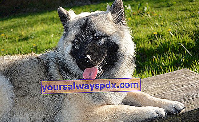 Eurasier adalah hasil dari upaya untuk menghidupkan kembali anjing Rusia kuno yang telah menghilang