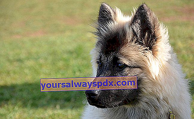 Az Eurasier, gyönyörű vastag szőrű kutya