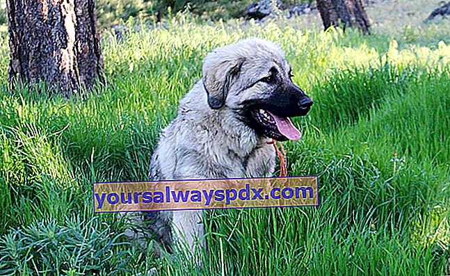 הרועה היוגוסלבי או הסרפלאנינאק, כלב מסוג מולוסואידי