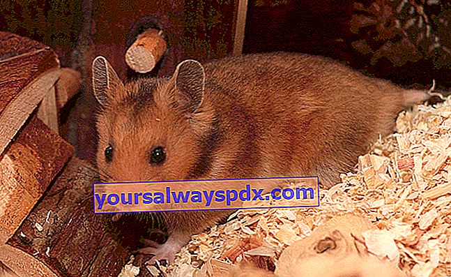 Pada hamster emas, betina seringkali lebih besar dari pada jantan