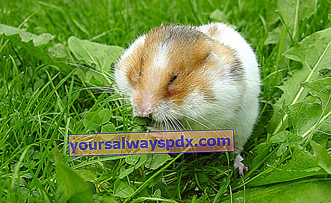 Hamster emas atau hamster Suriah: mengadopsi dan memelihara hamster emas