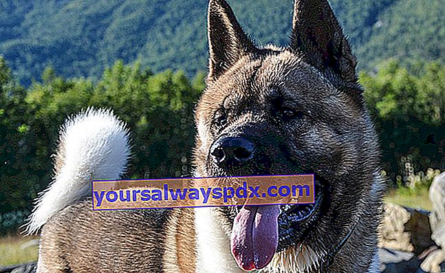 De Amerikaanse Akita, elegante en aanhankelijke grote hond