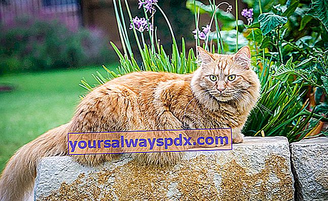 Maine coon i haven
