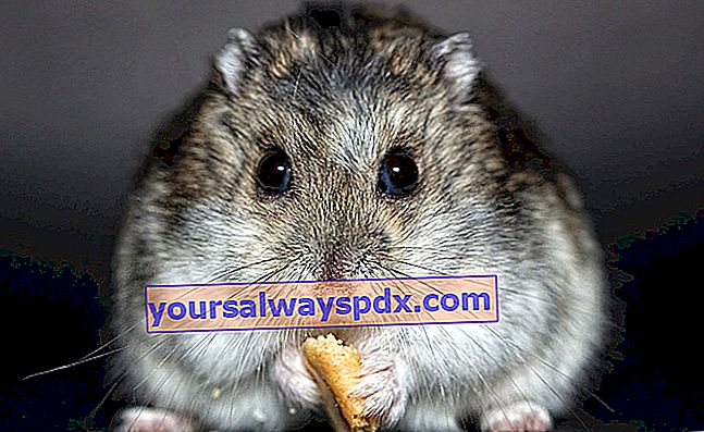Hamster Rusia: mengadopsi dan membesarkan hamster Rusia di rumah