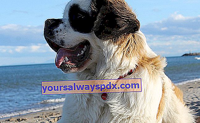 Saint-Bernard, anjing gunung dengan naluri penyelamat