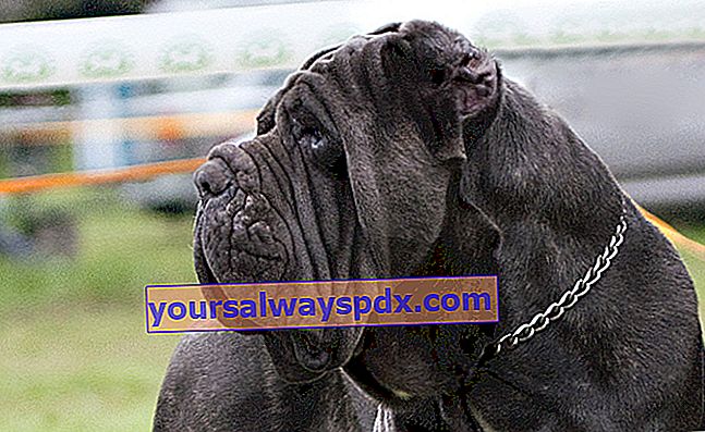 สุนัขพันธุ์ Neapolitan Mastiff ตัวสูงใหญ่และแข็งแรง