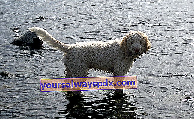 כלב המים רומניה הוא זן עתיק יליד איטליה