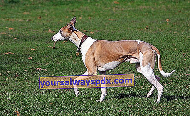 Whippet adalah anjing greyhound kecil asli di utara Inggris