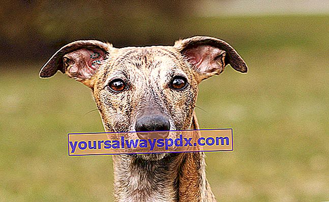 Whippet, anjing greyhound kecil
