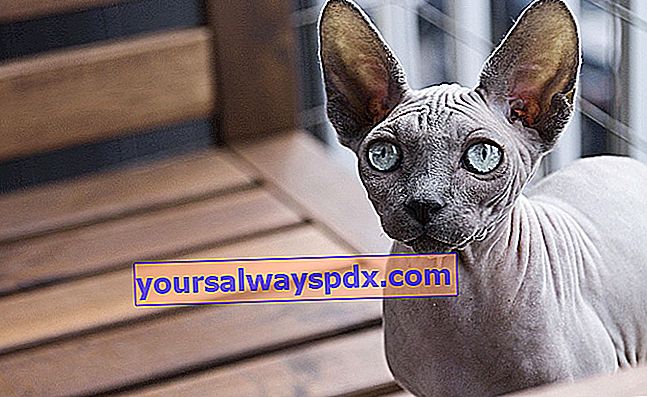 The Sphynx: kucing tidak berambut sangat tidak seperti yang lain!
