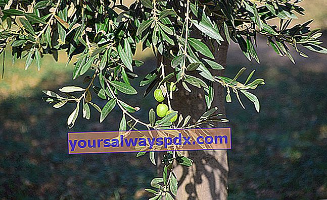 עץ זית (Olea europaea)