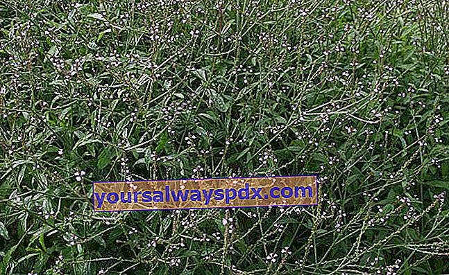 verbena officinale (Verbena officinalis)