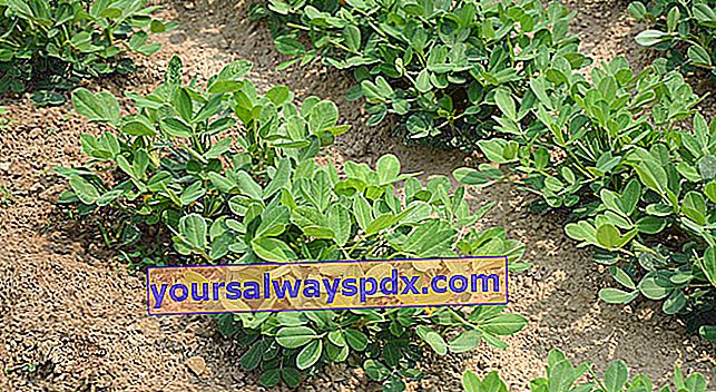 kacang tanah (Arachis hypogaea) atau kacang tanah