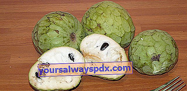 Puddingapfel oder Cherimola (Annona cherimola), Cherimoya-Frucht