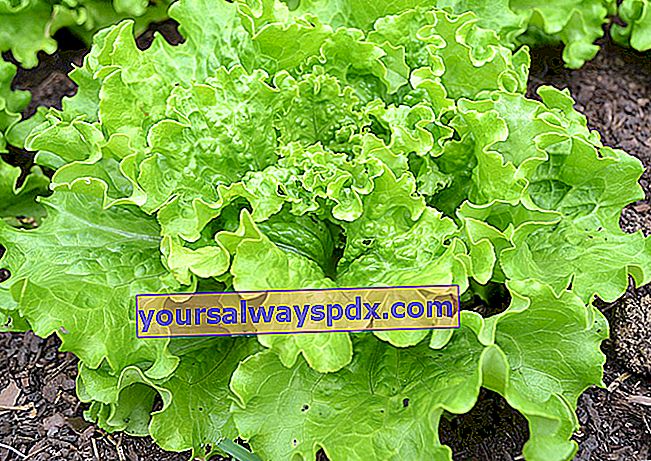 Anbau von Batavia-Salat (Lactuca sativa var. Capitata) im Gemüsegarten