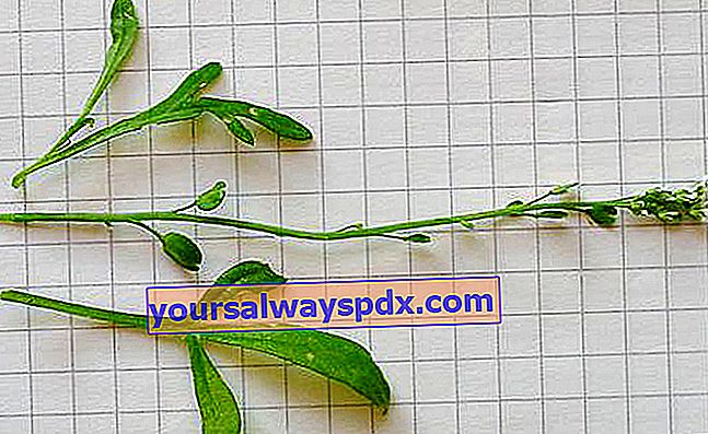 Brunnenkresse (Lepidium sativum) mit einem starken und würzigen Geschmack