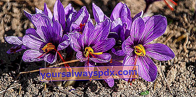 crocus sativus til høst af safran