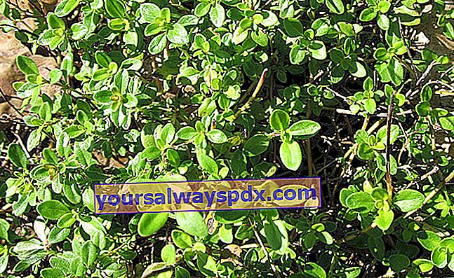 Citron timian (Thymus × citriodorus) med en citron duft