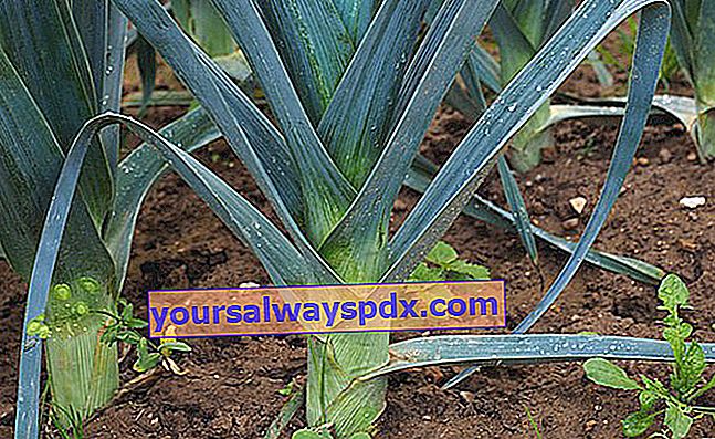 Purre (Allium porrum): vanddrivende grøntsag rig på fiber