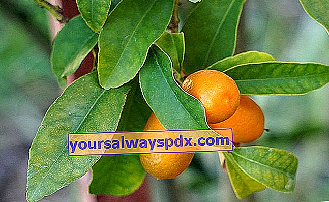 Kumquat (Fortunella margarita), en citrusfrugt, der spises på huden
