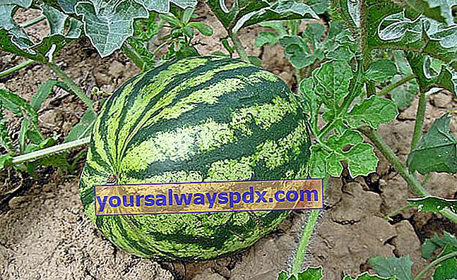 Gigerin (Citrullus lanatus), en marmelade vandmelon