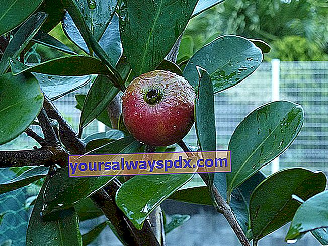 Guavenbaum (Psidium guajava)