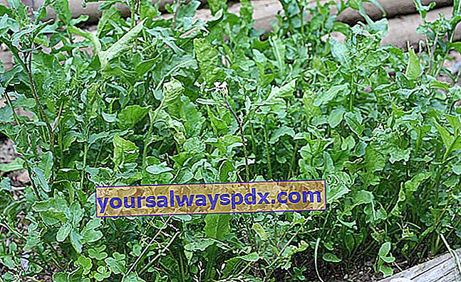 Arugula (Eruca sativa), pebersalat til mesclun