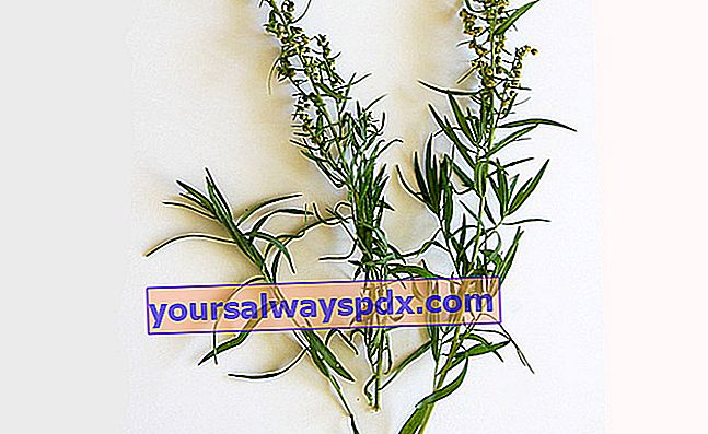 Tarragon (Artemisia dracunculus), aromatisk fætter af krusurt
