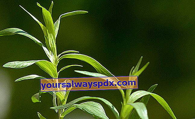 Tarragon (Artemisia dracunculus), sepupu aromatik mugwort