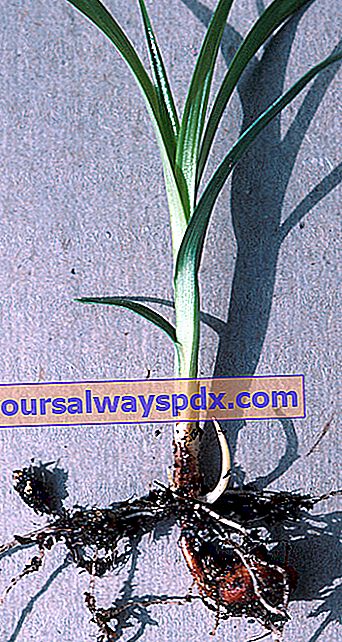 Nutcracker (Cyperus esculentus): tumbuh, merawat dan memanen