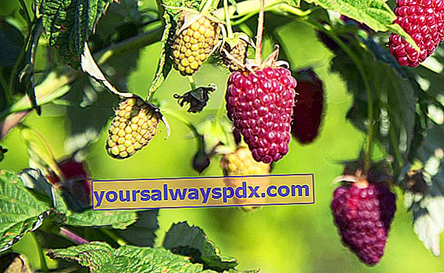 blackberry (Rubus × loganobaccus) blackberry-raspberry