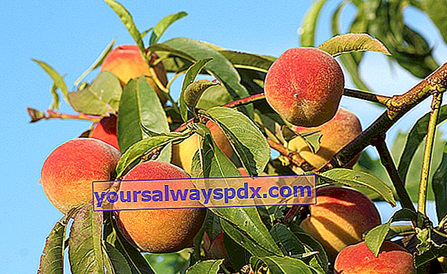 Fersken (Prunus persica), solkysset frugt