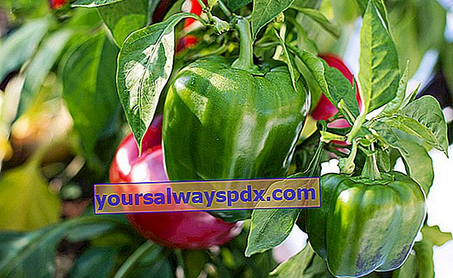Anbau von Chili und Paprika (Capsicum annuum) im Garten