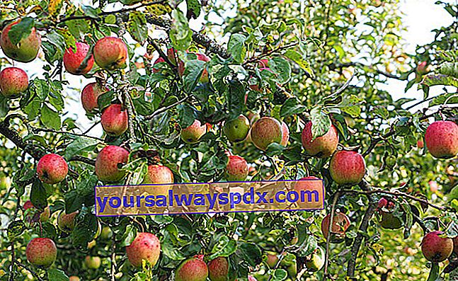 Apfelbaum (Malus): der essentielle Obstbaum des Obstgartens