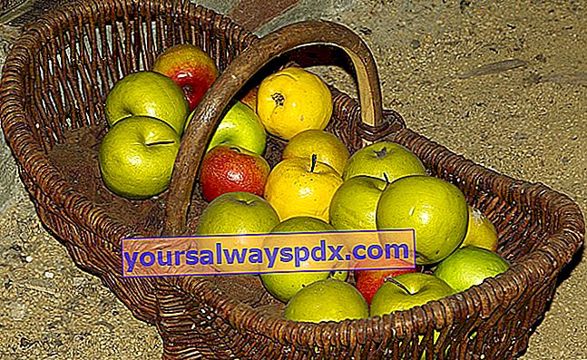 æbleopbevaring
