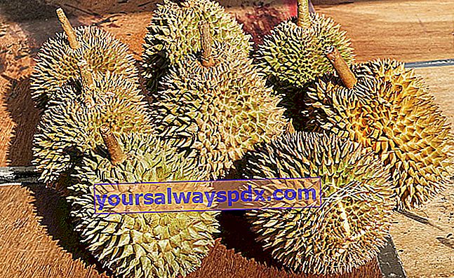 Durian (Durio zibethinus), eine übelriechende Frucht